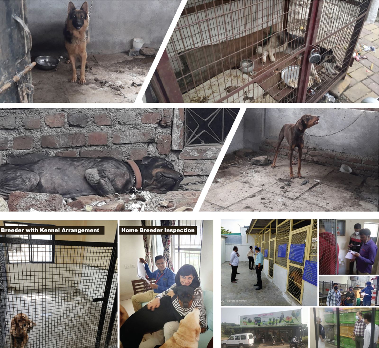 Inspections of Pet Shops and Dog Breeders being conducted by the District SPCA