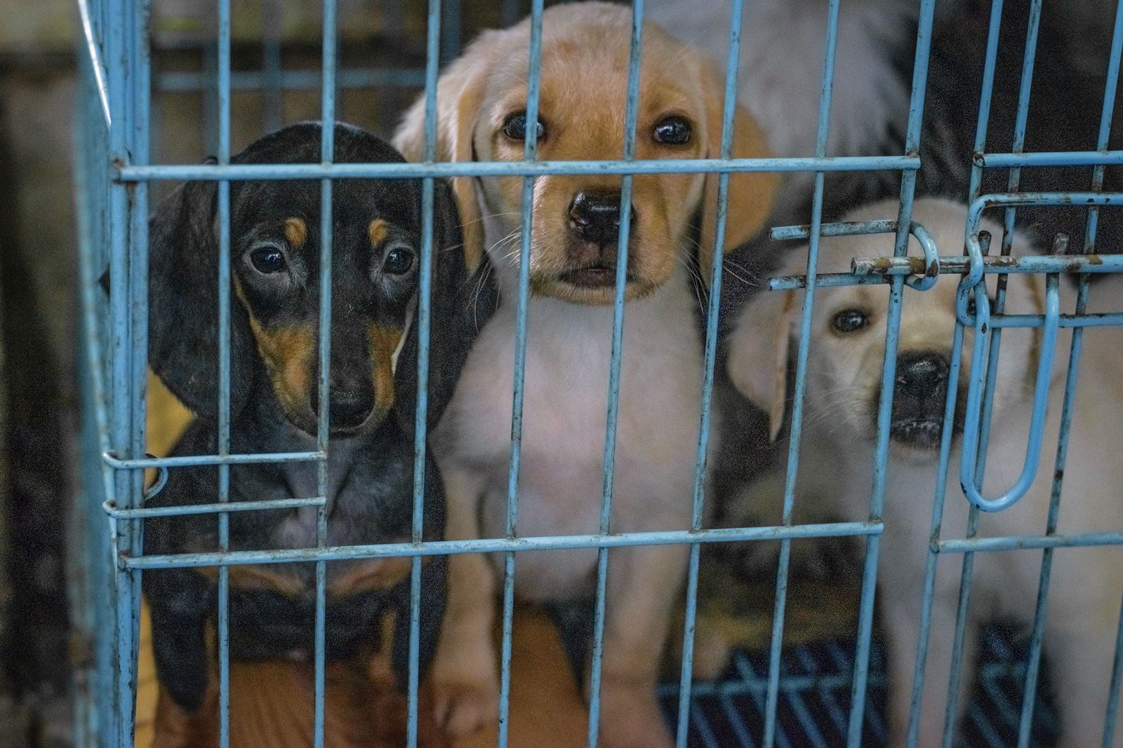 Puppies sold in Pet Shops: it is against the law to house puppies for sale in wire mesh cages such as this