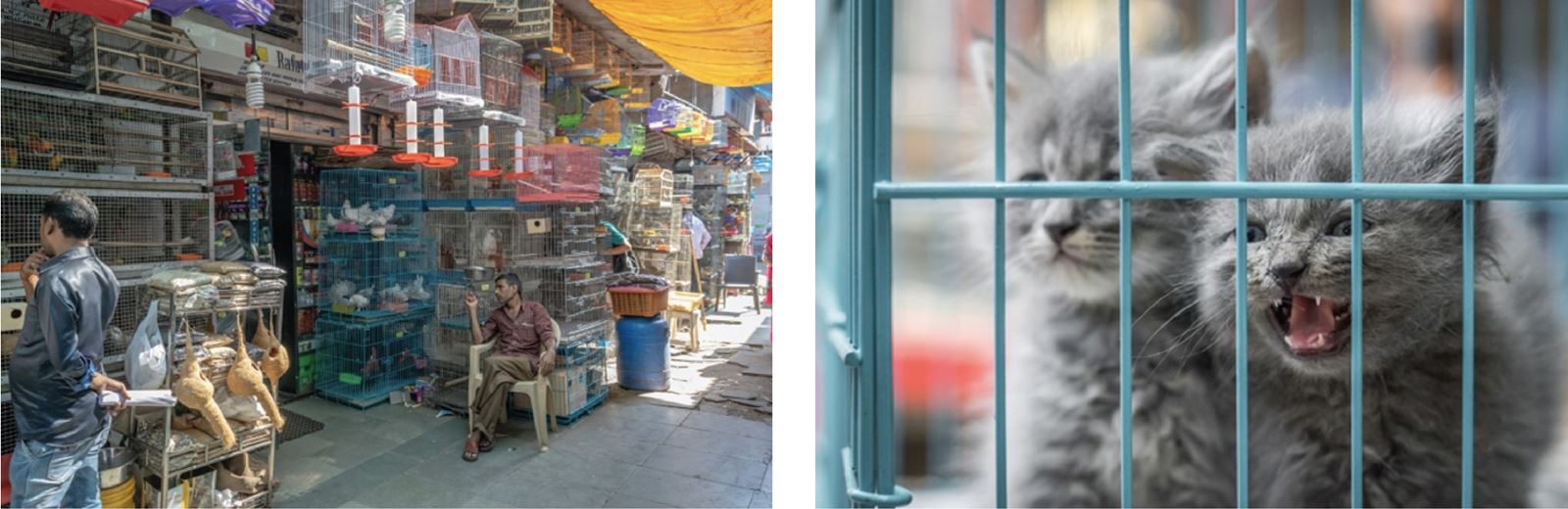 Display of any animals outside pet shops and housing puppies and kittens in wire mesh cages is against the law